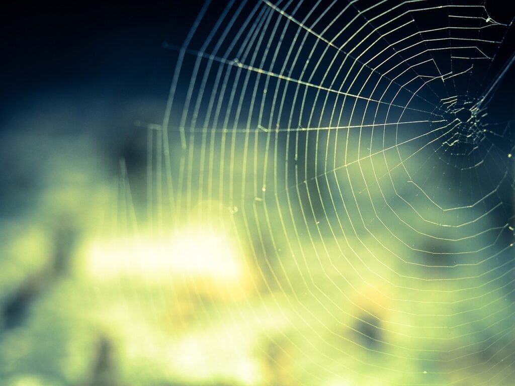 Spider web with dew drops as a metaphor for web crawlers